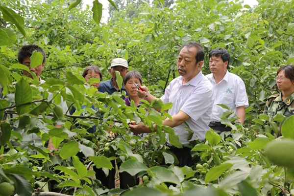 圖為李保國在田間為農戶講解核桃栽培實用技術。